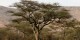 Tanzanie - 2010-09 - 147 - Serengeti - Decor